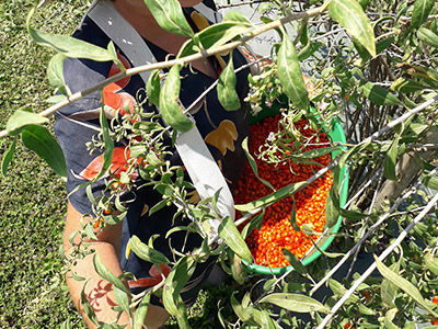Portrait de la soci&eacute;t&eacute; Terre de Goji