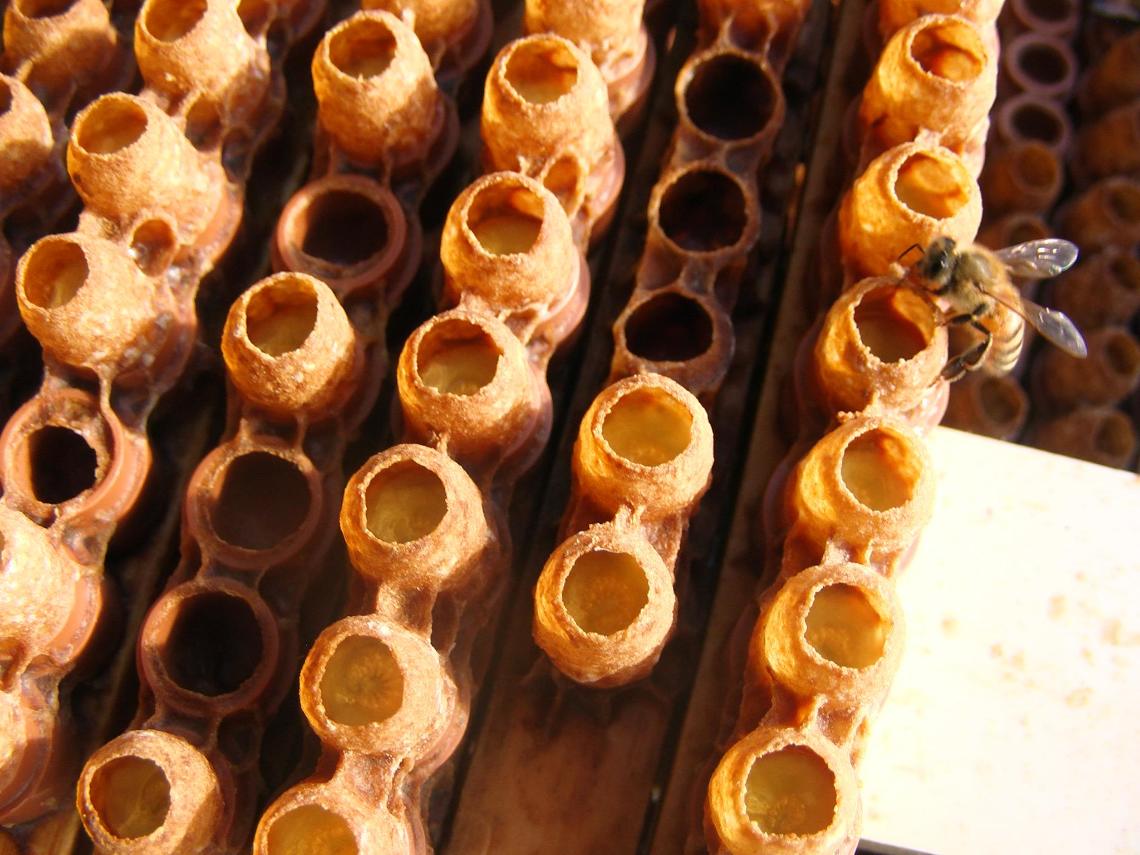 O Rucher de Julie - image 1