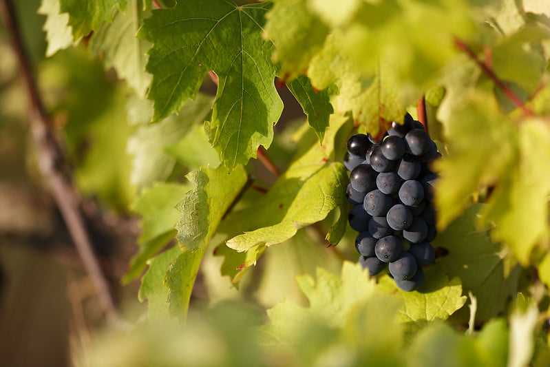 Alpins - Sebastien Bénard vigneron - image 2