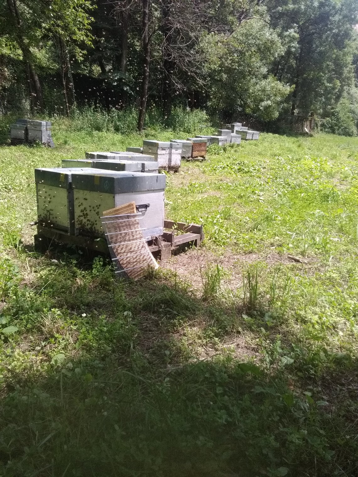 O Rucher de Julie - image 2