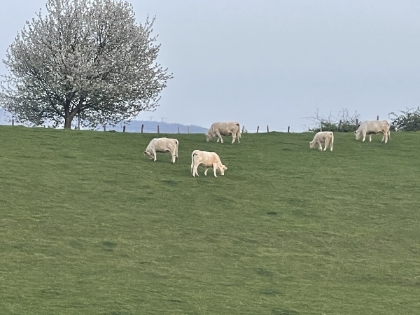 La Ferme des Granges Dijon - image 1