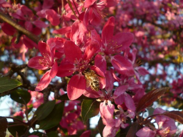 Miel & safran du Dauphin&eacute; - image 2