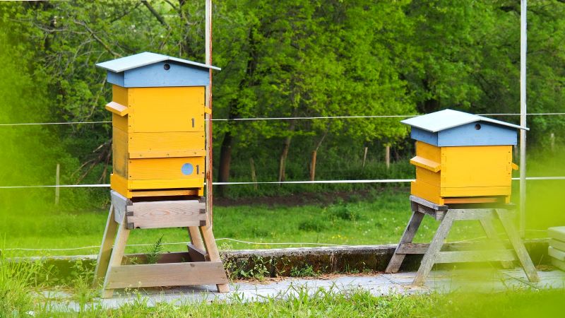 Miel & safran du Dauphin&eacute; - image 4