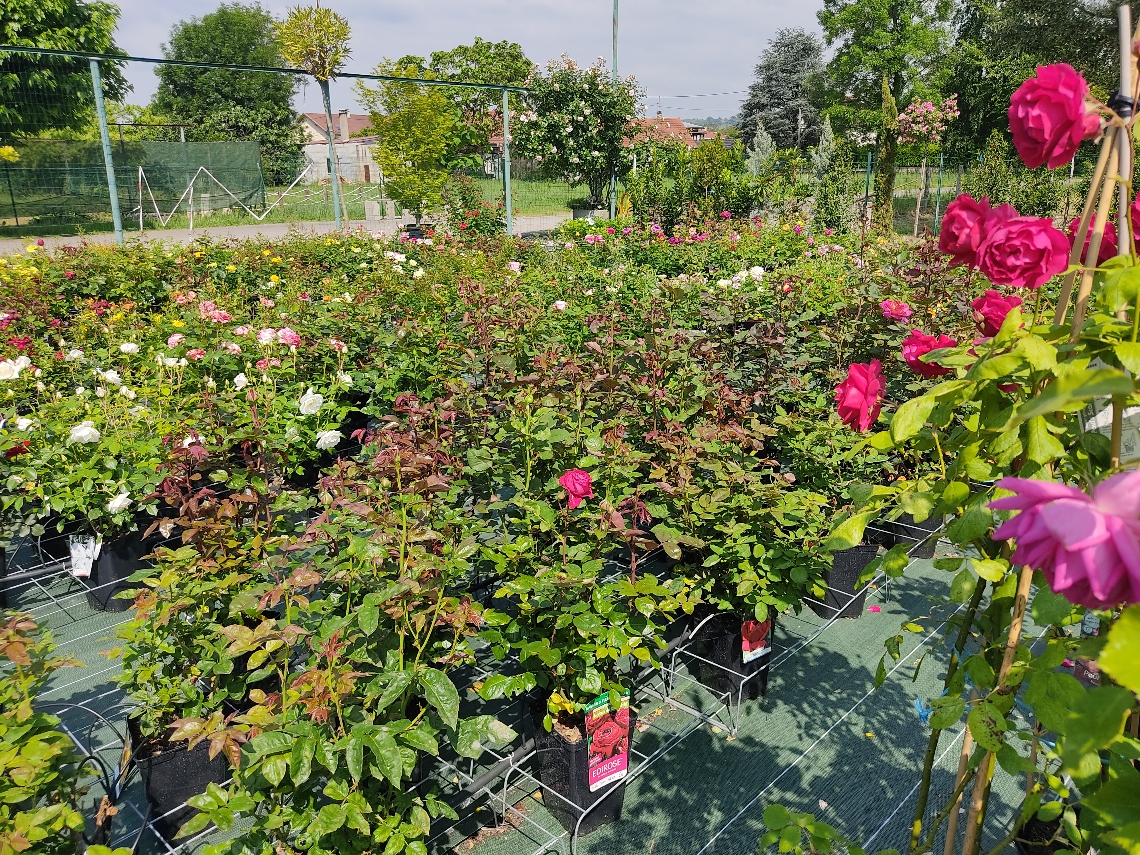 Le Jardin des Roses - image 2