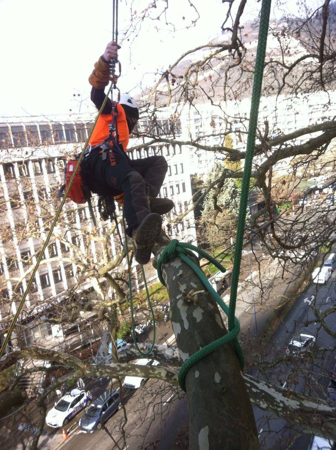 arbres et espaces verts - image 3