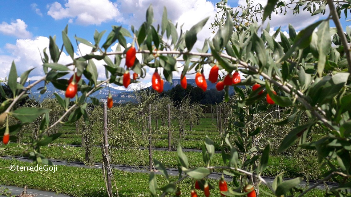 Terre de Goji - image 1