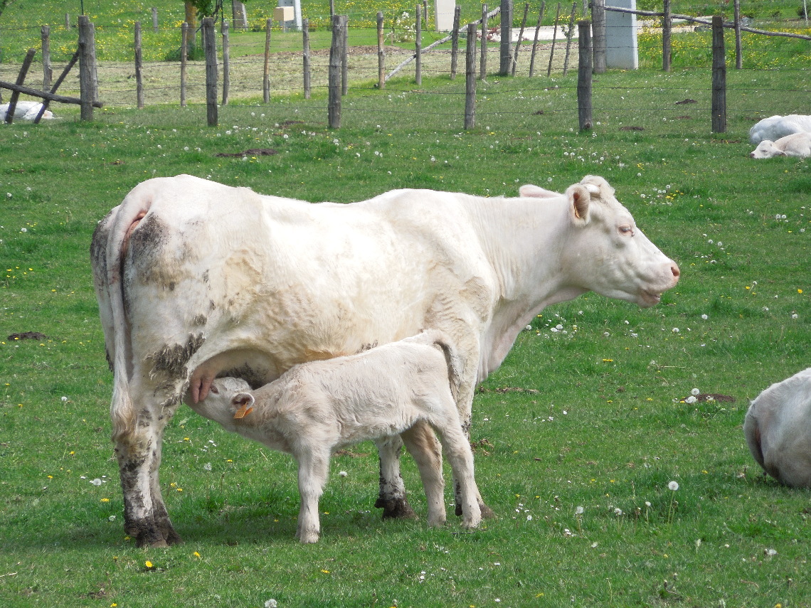 Ferme GAEC Du Jallamion - image 1