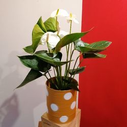 Anthurium blanc avec cache pot