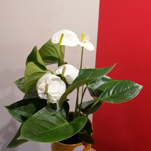 Anthurium blanc avec cache pot - Plantes - PF2 - Commerants du pays  voironnais