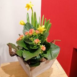 Composition de Jonquilles et Kalanchoé