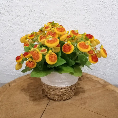 Calc&eacute;olaire et son cache pot