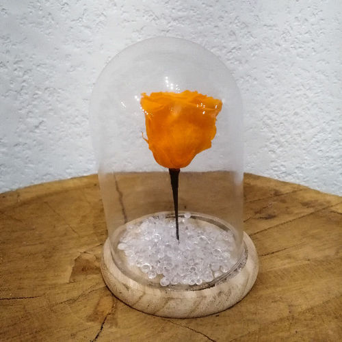 Rose éternelle sous cloche