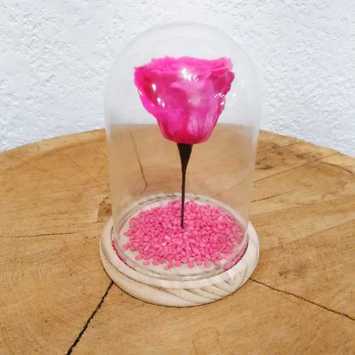 Rose éternelle rose sous cloche