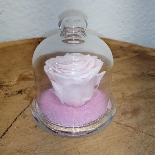 Rose &eacute;ternelle sous cloche - rose p&acirc;le