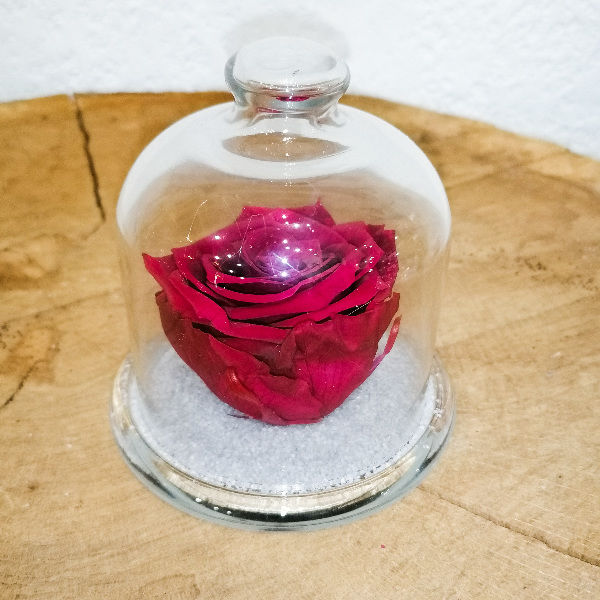 Rose éternelle sous cloche (plusieurs coloris au choix) - Fleurs - AFP9 -  Commerçants du pays voironnais