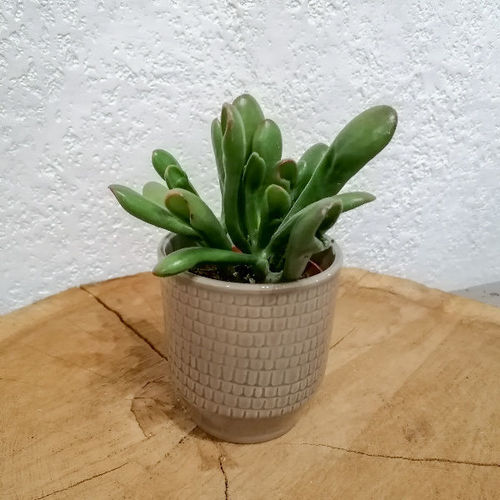 Plante grasse