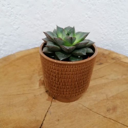 Plante grasse - haworthia