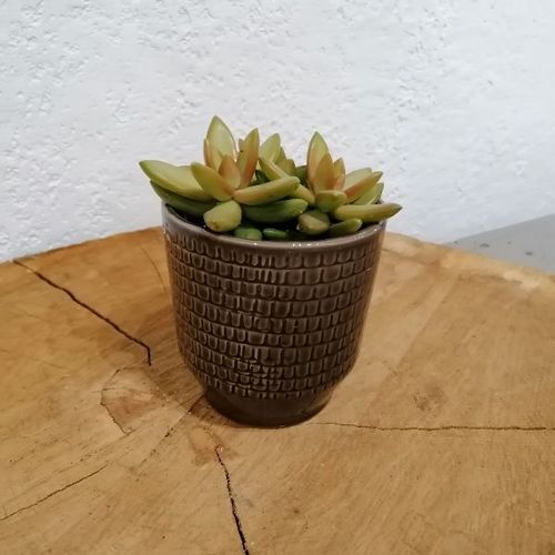 Plante grasse