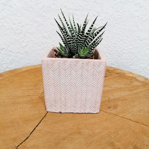 Plante grasse