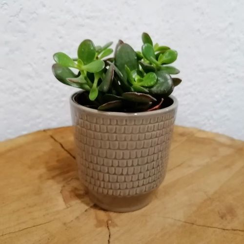 Plante grasse