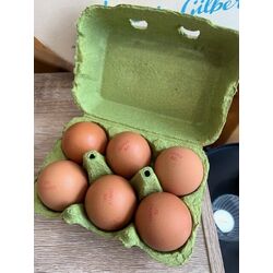 OEUFS POULES plein air