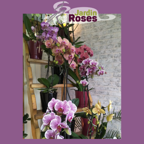 Orchid&eacute;e