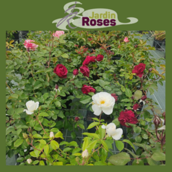Rosier en pot