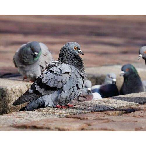 Lutte contre les pigeons avec Bioprotect5D